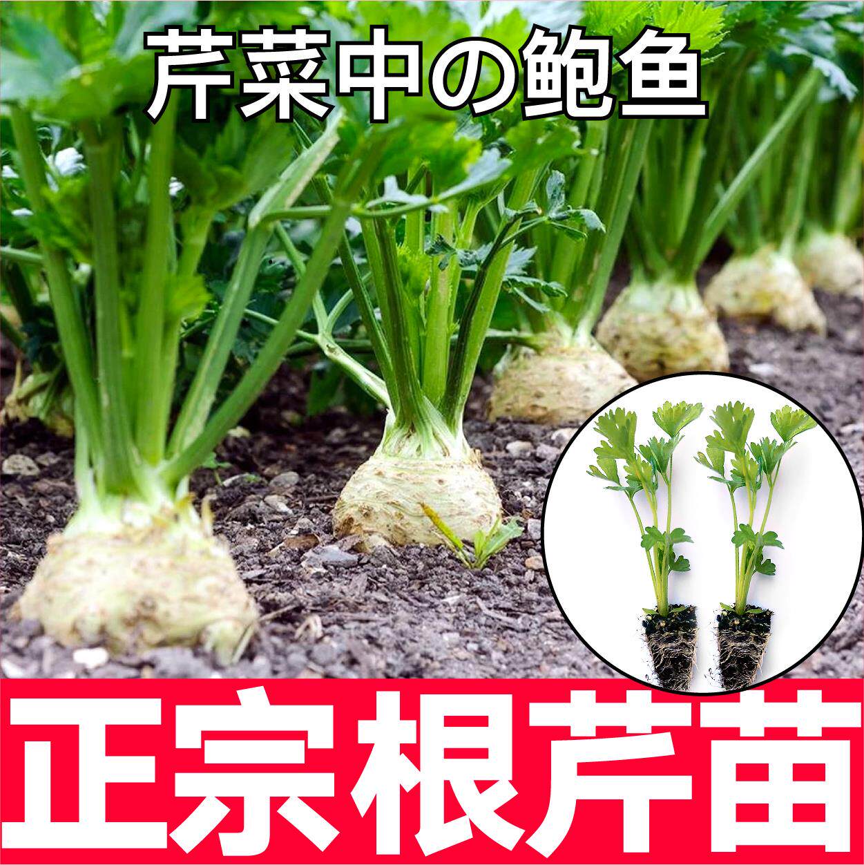 正宗根芹苗秧带土球西红菜