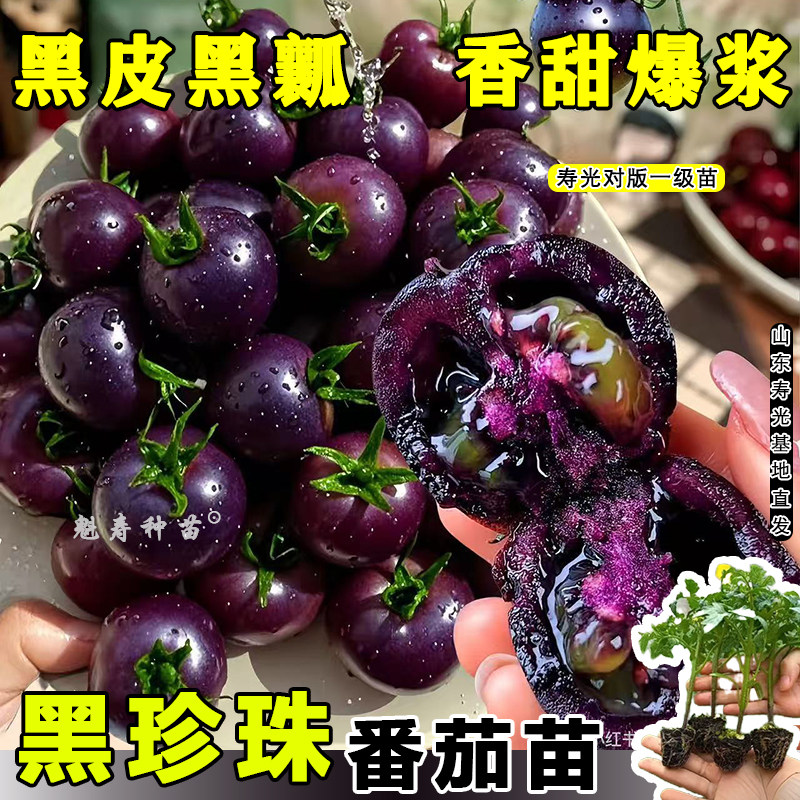 山东寿光黑珍珠番茄苗秧带