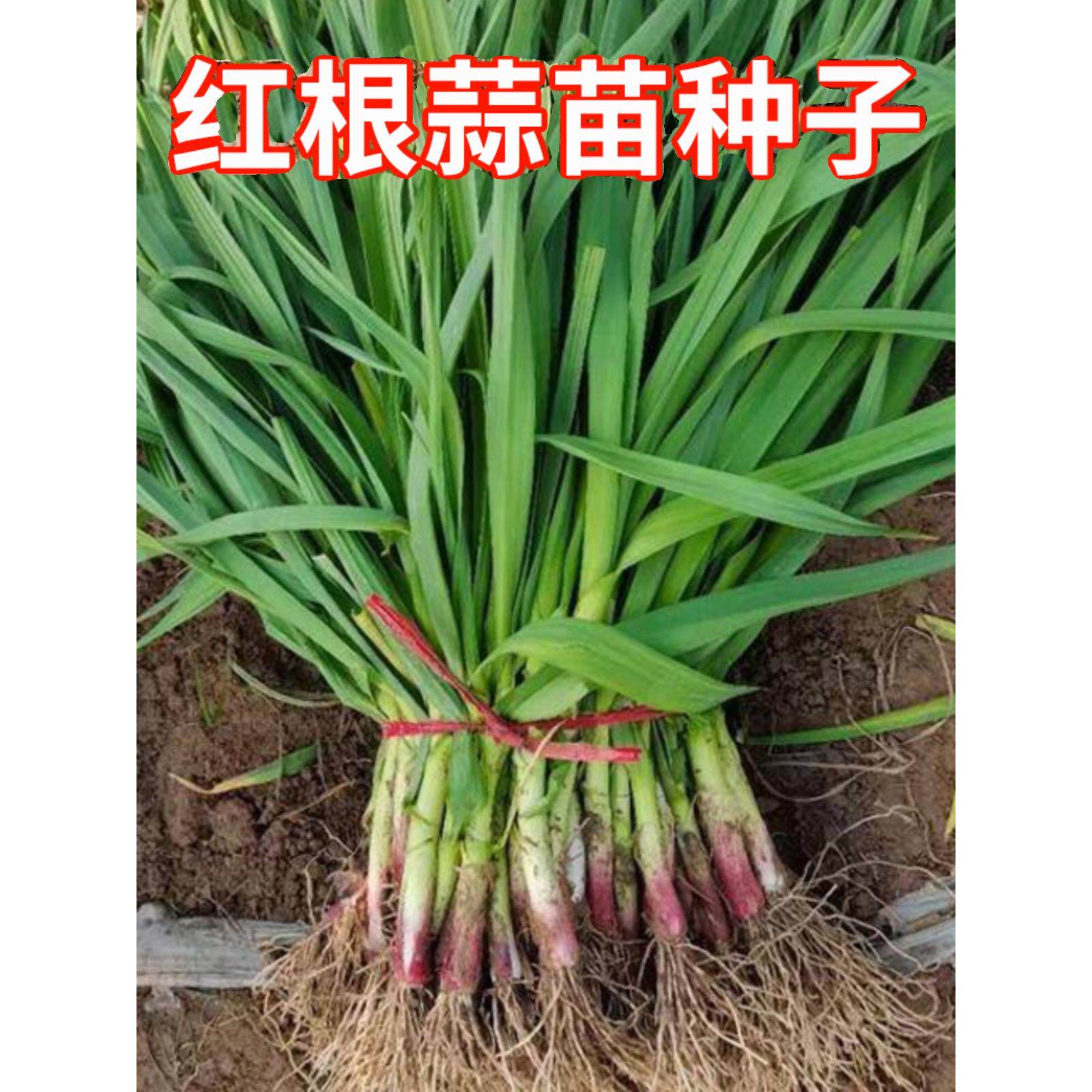 红根蒜苗种子大籽皮头瓣葱