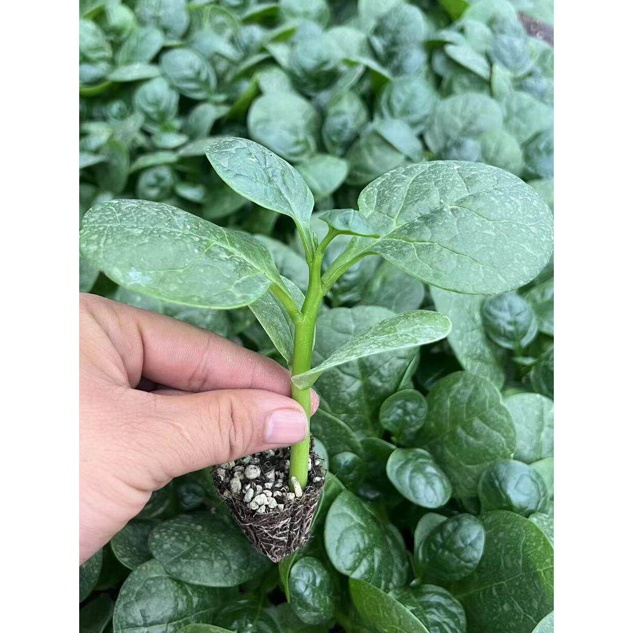 大叶木耳菜苗子秧蔬籽四季