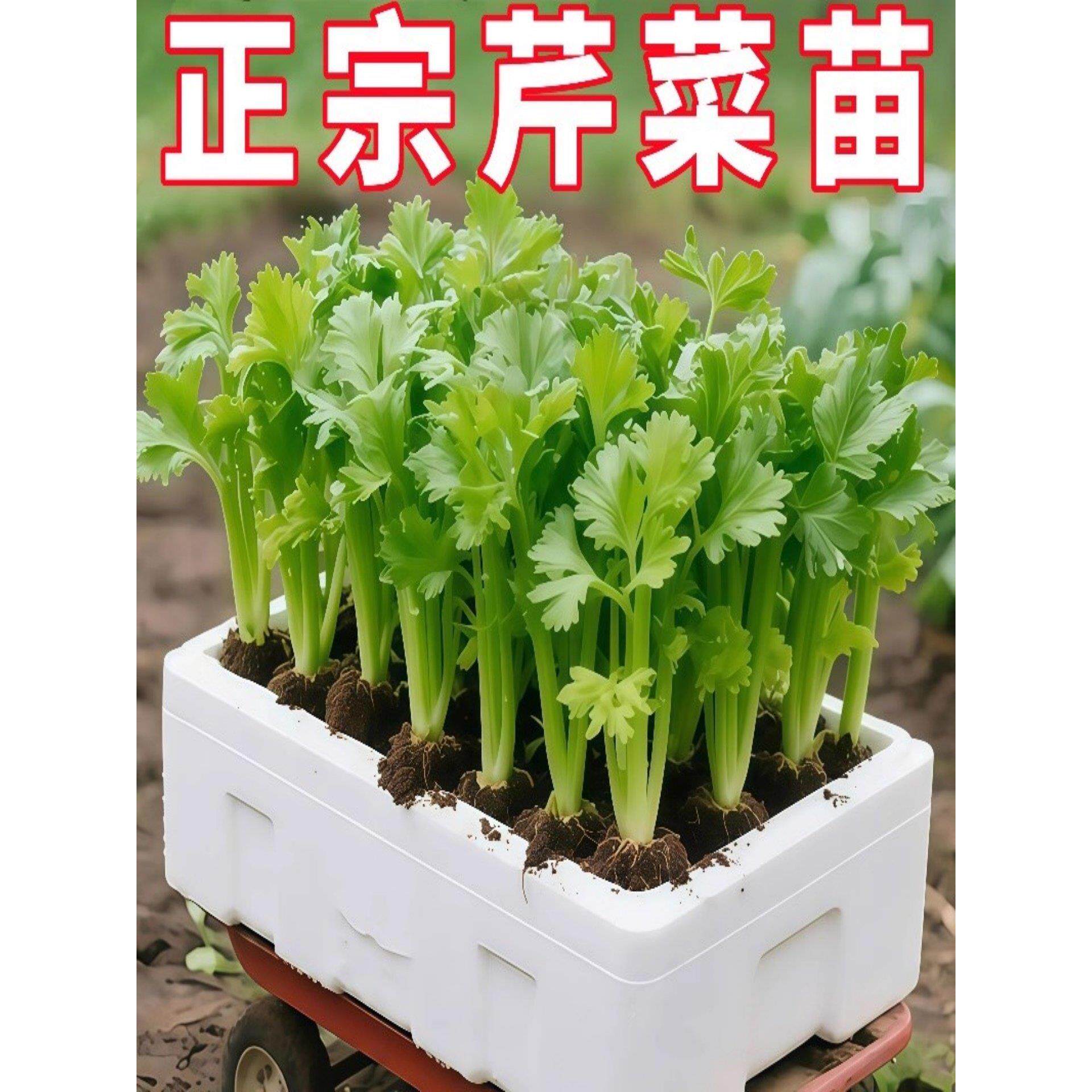 四季水果小香芹菜苗秧大培