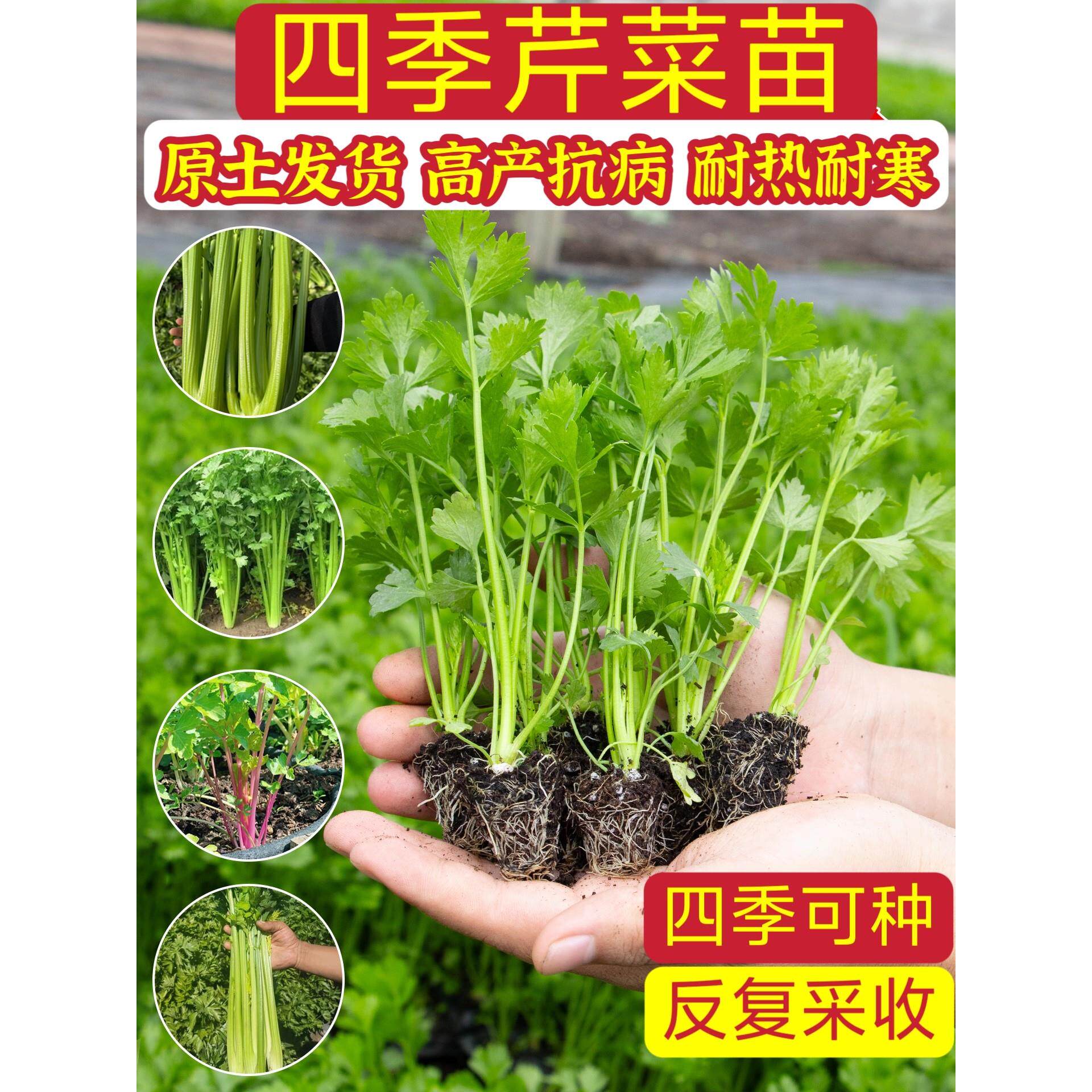芹菜苗秧四季种子根球大疙