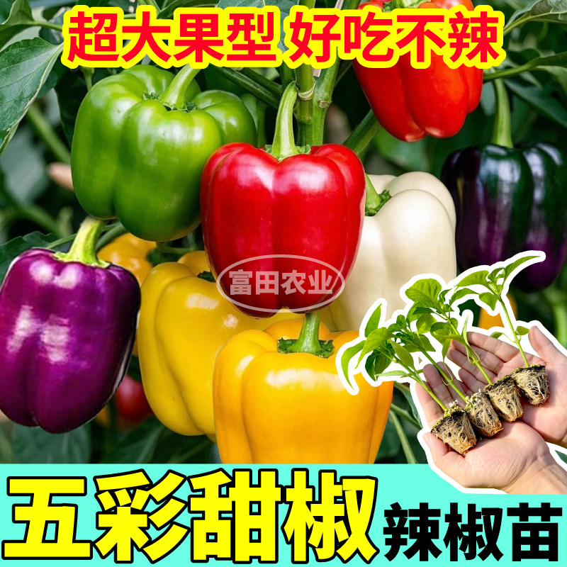 高产多彩甜椒秧苗种子辣红