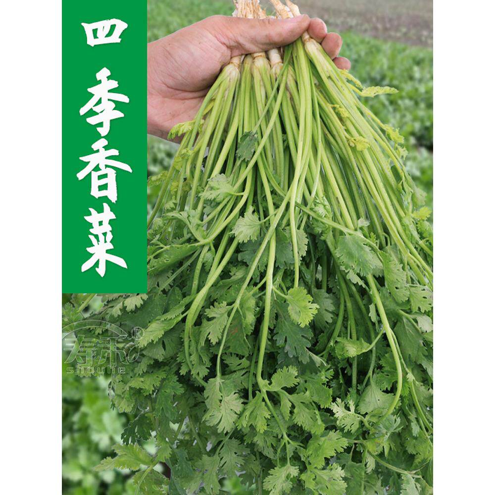 冬季农家香菜种子种籽大叶秋冬四季香菜籽儿苗秋冬籽种蔬菜孑菜籽