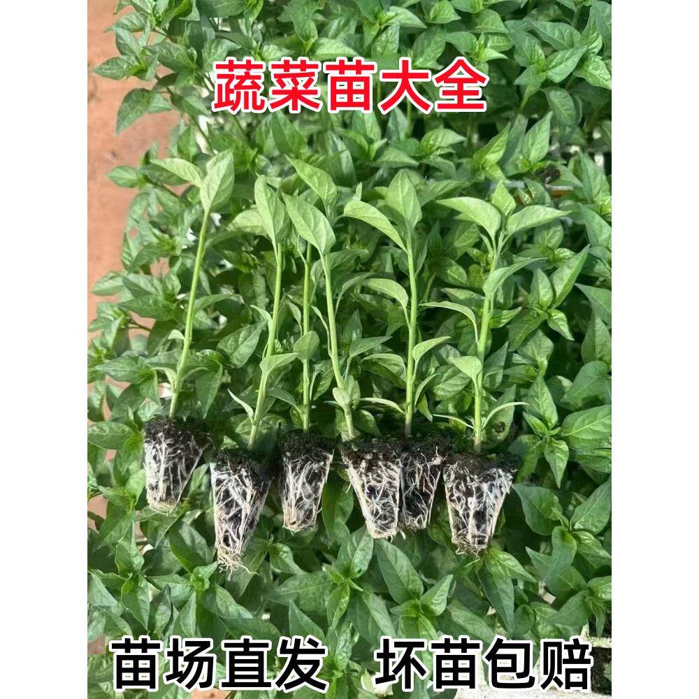 四季辣椒苗番茄子黄瓜西甘