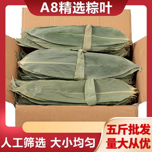 新鲜粽子叶大号精选包粽子专用的叶子端午鲜叶干叶特大号商用粽叶