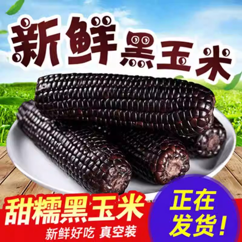 糯玉米黑糯玉米粘东北玉米大棒苞米代餐真空独立包装糯玉米黑糯玉
