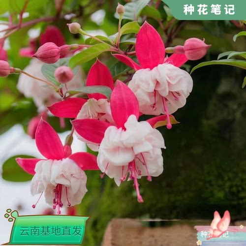 【白色灯笼花】盆栽绿植花期长室内北欧好养净化空气观叶基地直销