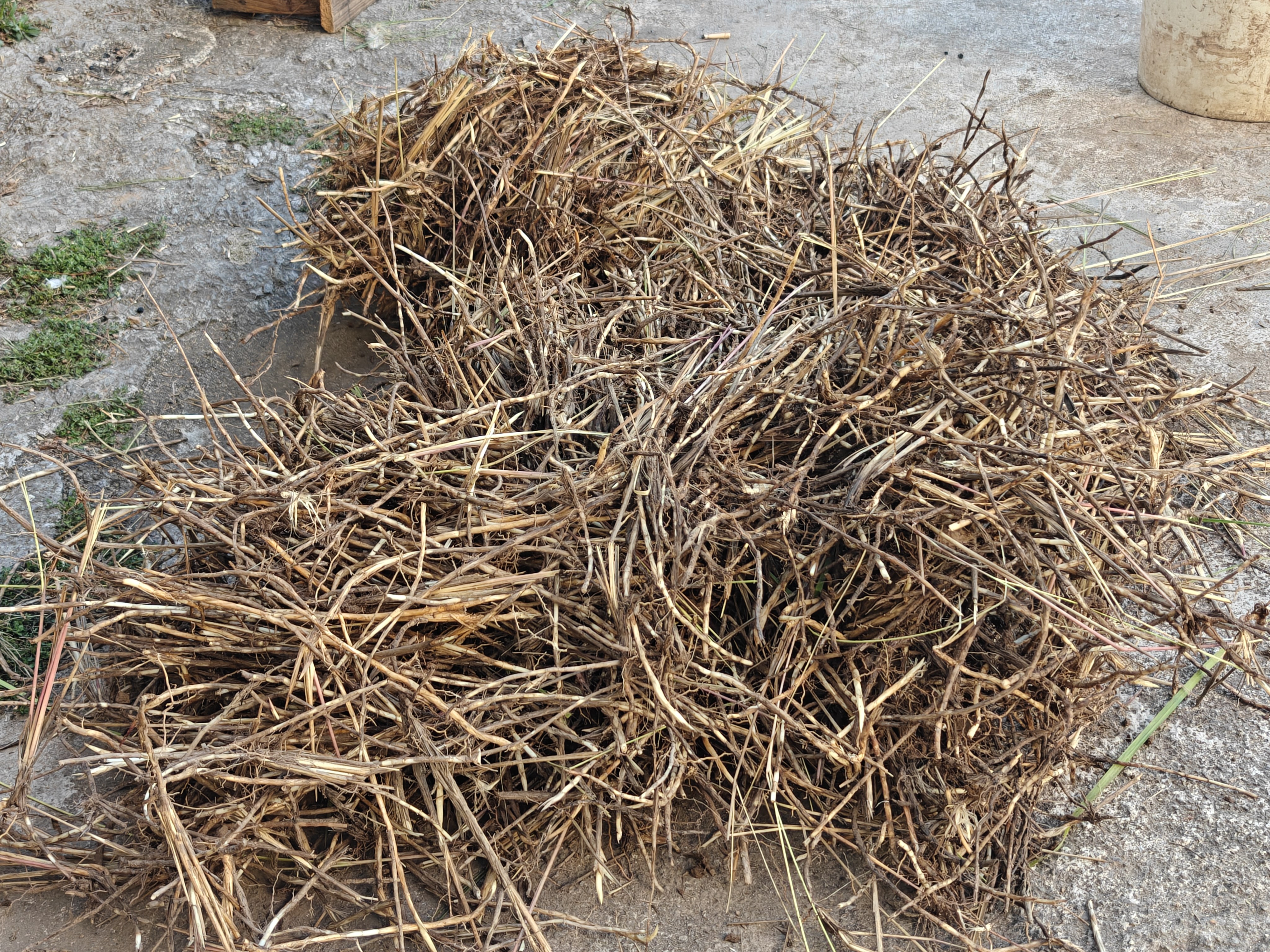 新鲜白茅根甜草根茅草根洗净去皮毛草根中药材现挖鲜茅根