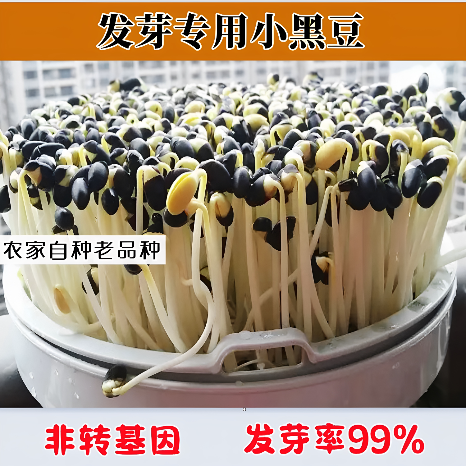 发芽专用小黑豆肾形黄芯生豆芽发豆芽非转基因芽豆水培芽苗菜种子图片