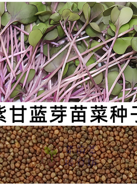 水培芽苗菜紫甘蓝种子口感好发芽快花青素高轻食素食紫甘蓝芽苗菜