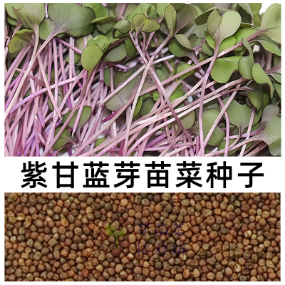 紫甘蓝种子水培芽苗菜发芽率高