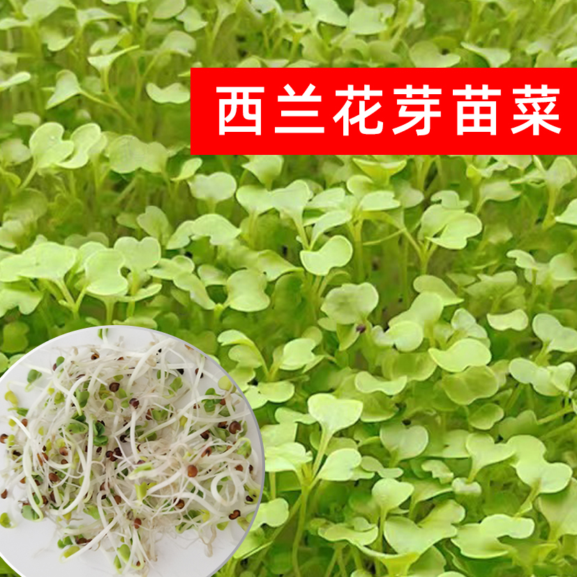 优质西兰花芽苗种子当季新种