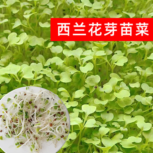 当季西兰花芽苗种子水培种植净籽