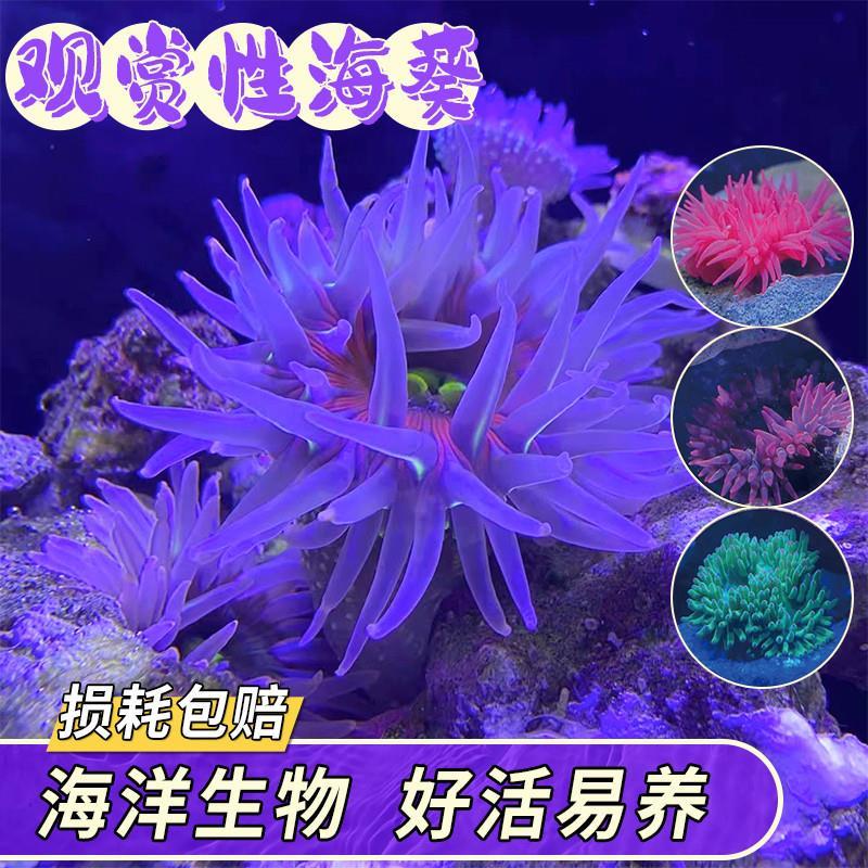 海葵活物奶嘴紫粉点小丑鱼共生火山荧光海葵珊瑚海水造景观赏宠物