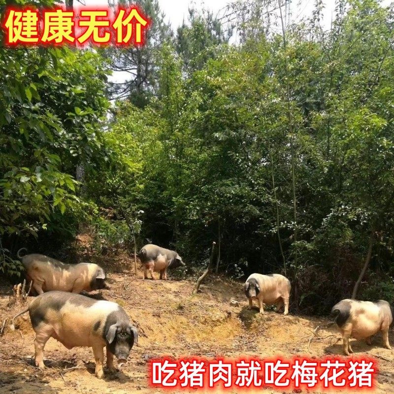 现杀新鲜前腿肉梅花跑山猪肉韶关