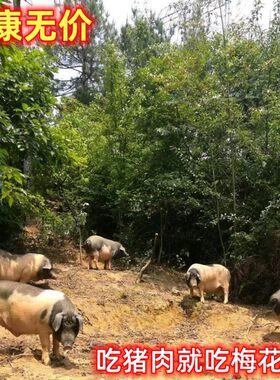 现杀新鲜前腿肉梅花跑山猪肉韶关