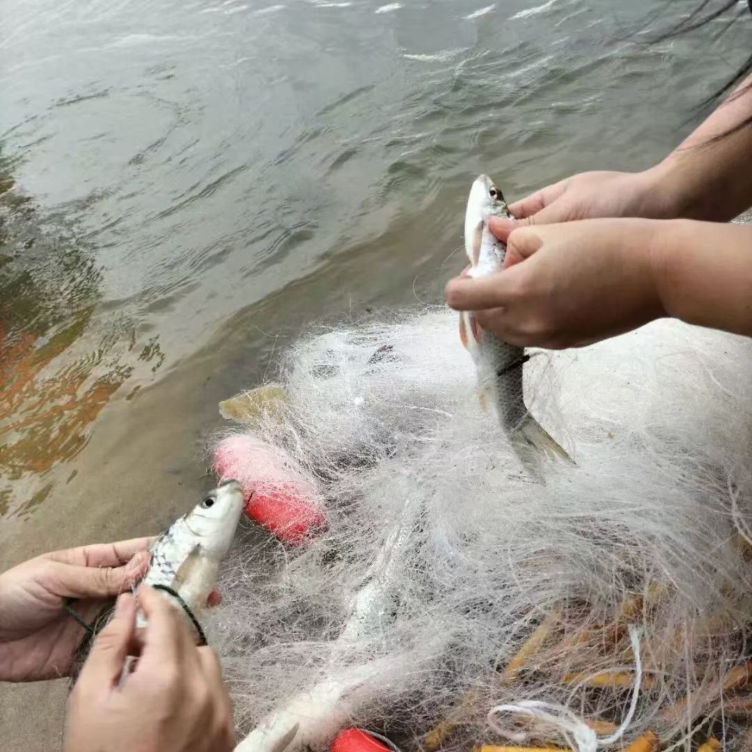 顺丰粤北新鲜野黄尾鱼鲜活现杀高山河鱼2斤煎炸红烧鲜美