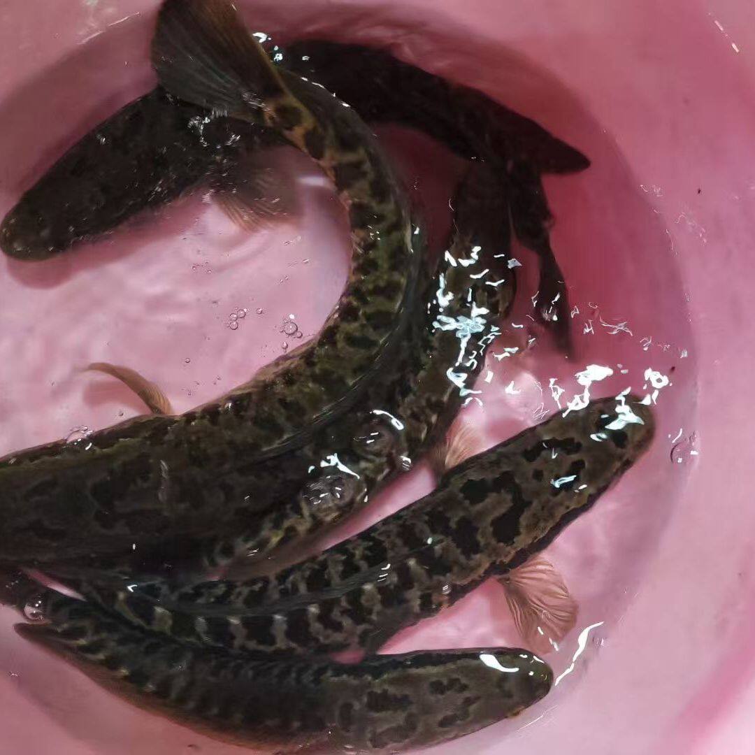 粤北高山河黑鱼鲜活可杀淡水鱼柴鱼煲汤清蒸鲜美无腥味2斤2~8条