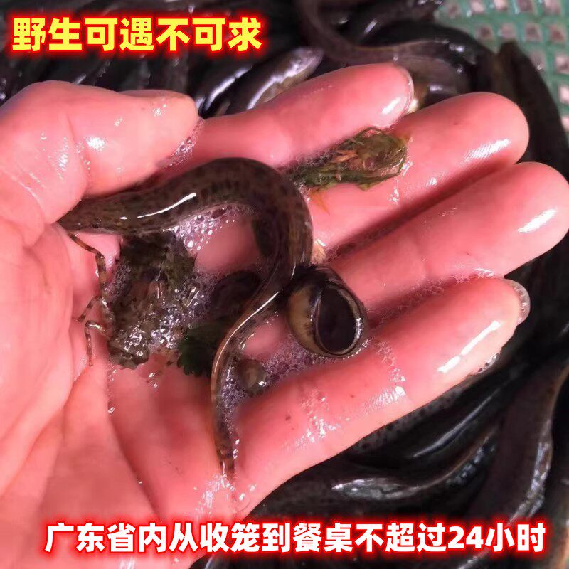 韶关鲜活野的生泥鳅2斤现捕现发