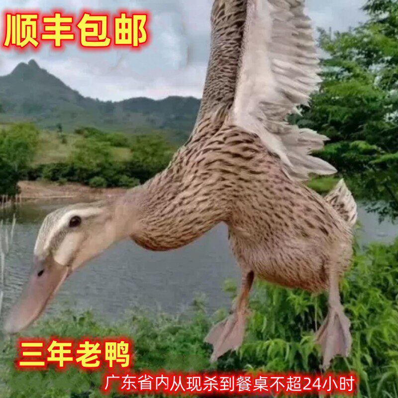 顺丰三年老麻鸭散养老鸭现杀农家溪水土鸭鸭子生鲜母鸭整鸭带内脏