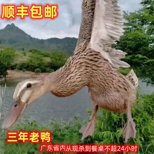顺丰韶关新鲜现杀三年老鸭肉麻鸭土母鸭整只带内脏煲汤鸭子够香甜