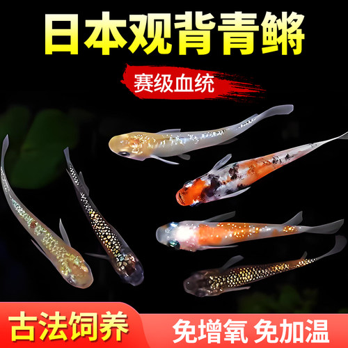 【古法生态好养耐活鱼】观背青鳉