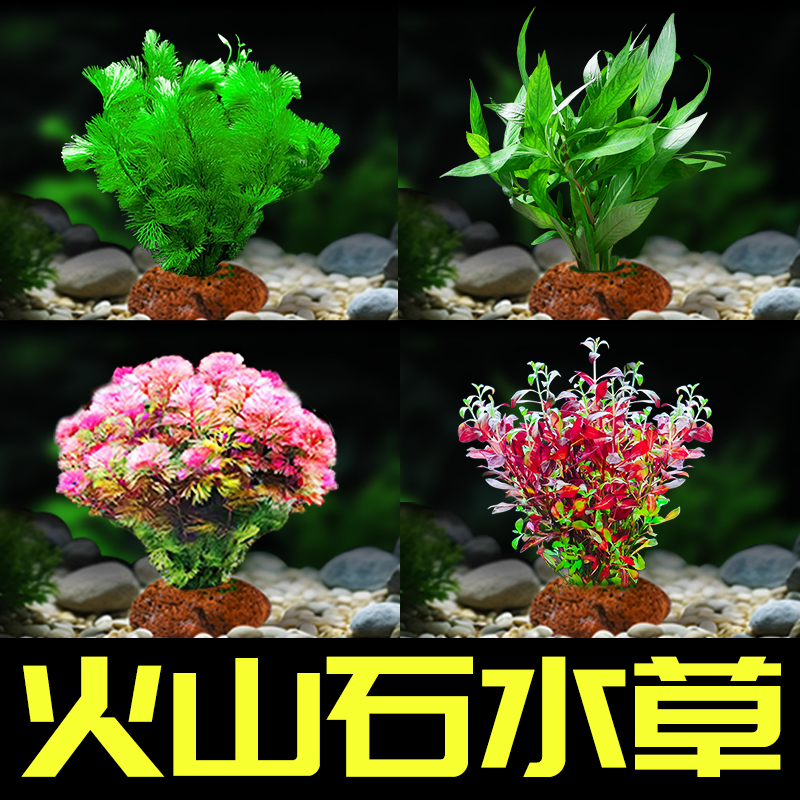 疯狂水草鱼缸造景新手好养水草