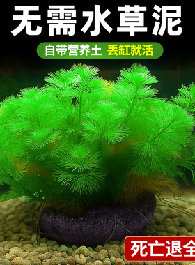 绿菊水草植物鱼缸专用坨草造景增氧阴性水榕养鱼生态缸水培绿植