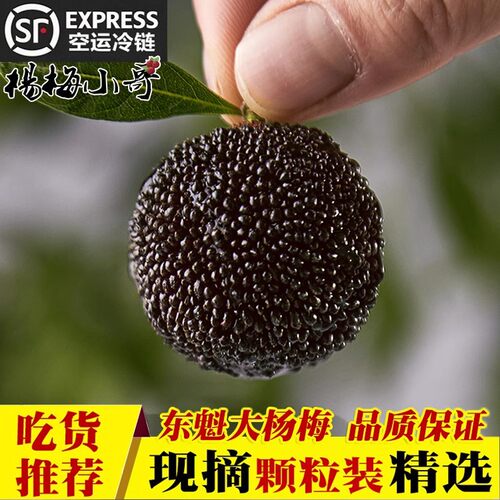 现货现摘正宗仙居东魁杨梅新鲜48颗60颗水果新鲜礼盒装