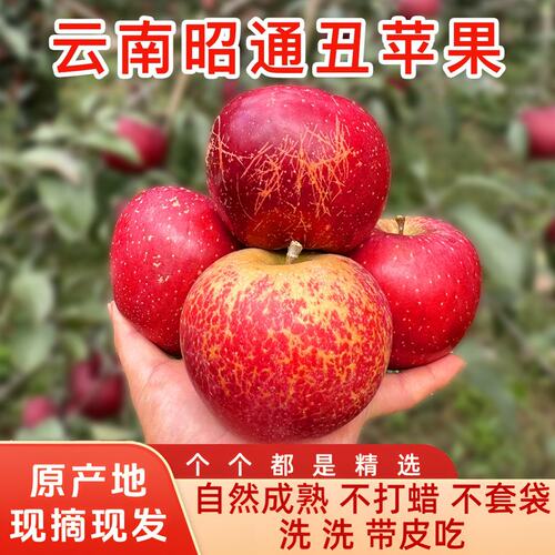 米姐专属当季正宗云南昭通现摘现发产地直发丑苹果当季新鲜脆甜多