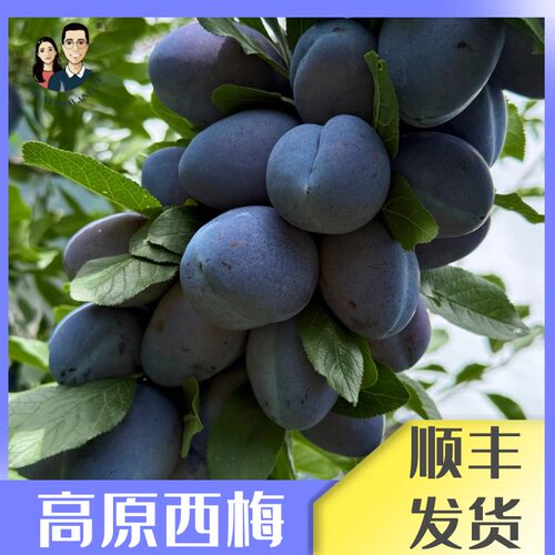 高原西梅阿坝小王子汶川高原西梅新鲜水果净重5斤装礼盒装京东