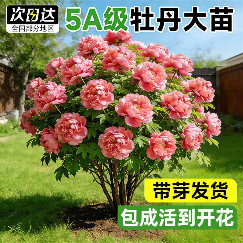 牡丹花大苗盆栽带芽观赏重瓣特大牡丹芍药树苗四季花卉庭院老桩树