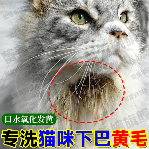 缅因猫咪去黄毛美白干洗神器专用