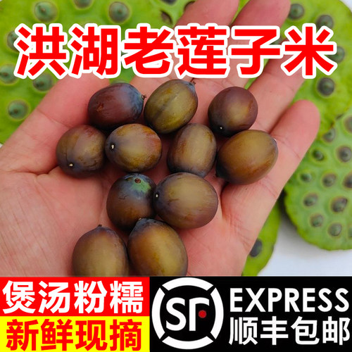 新鲜老莲子现摘成熟莲子米不带蓬2026年新鲜老莲子米煲汤粉糯