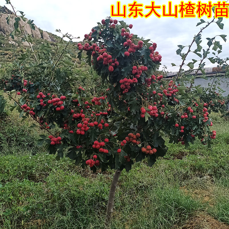 特大山楂树树苗庭院果树果苗南方北方种植甜红子无籽地载山楂树苗