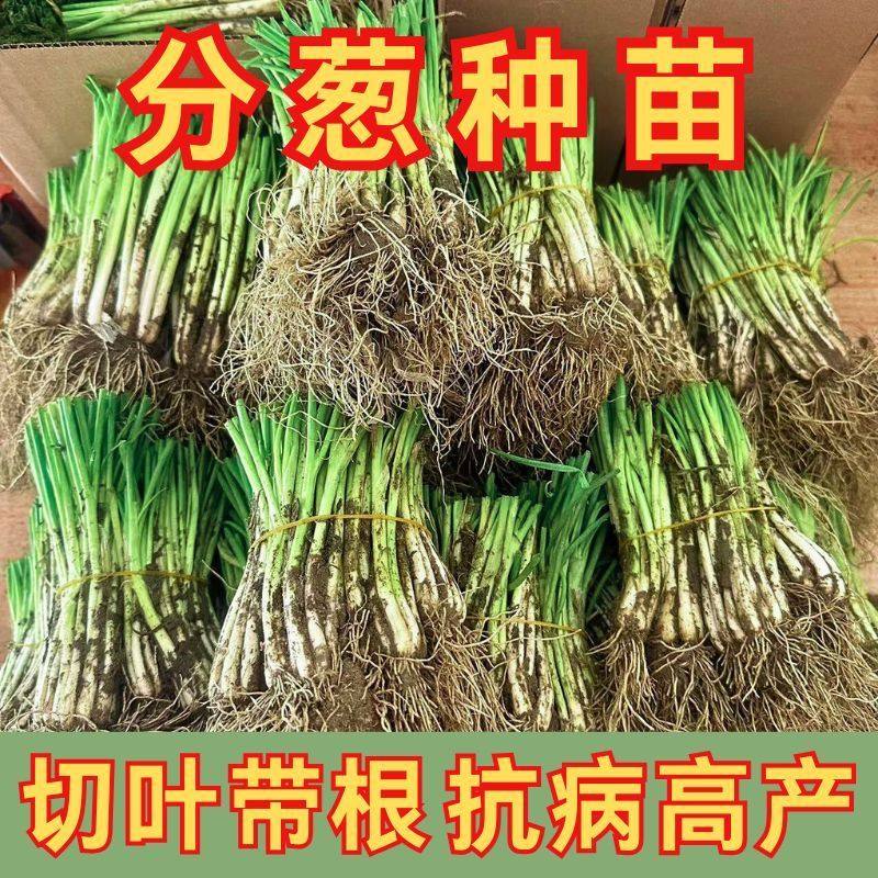 正宗【广西】四季小香葱苗分葱苗带根苗盆栽农田蔬菜种植现拔现发,鲜花速递/花卉仿真/绿植园艺,宿根/地被植物,淘宝优惠券,粉丝福利购,淘宝优惠卷