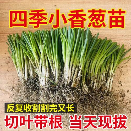 分葱苗带根苗带香葱四季根苗盆栽