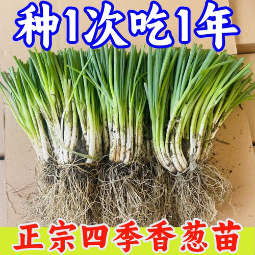 分葱苗带根苗带香葱四季根苗盆栽