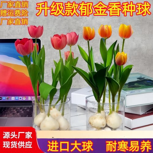 水培郁金香种球盆栽大花球套餐