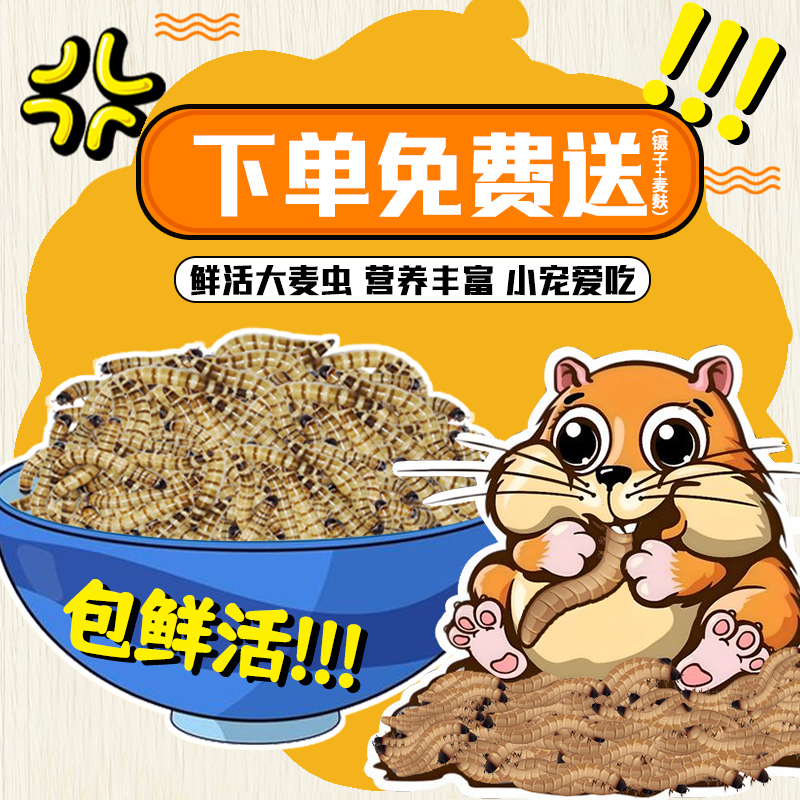 活虫鸟食宠物大麦虫金龙鱼活虫子活体面包虫全国包邮守宫八哥饲料