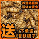 石蛙活体黄粉虫大麦虫宠物口粮乌龟鱼画眉鸟鹦鹉活虫饲料金龙鱼