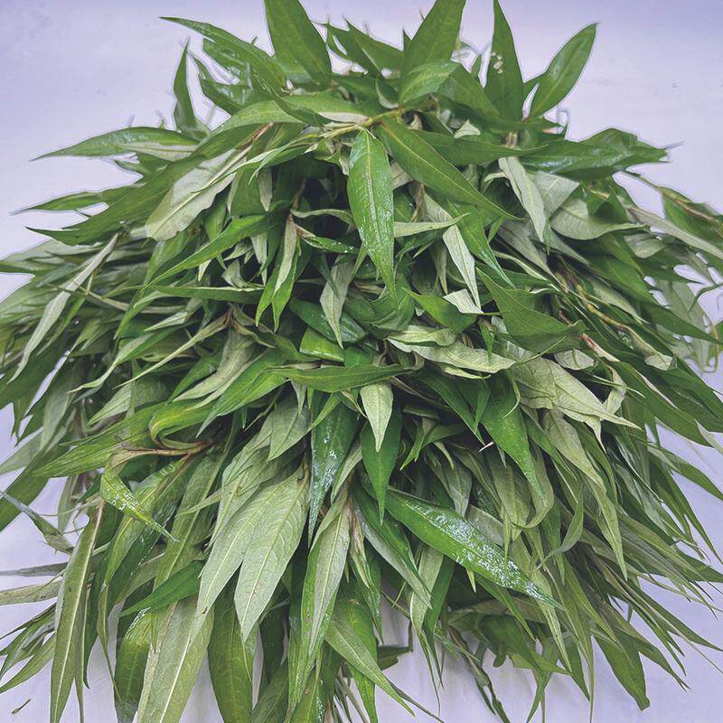 云南香柳叶香辣柳拉沙叶香柳菜香菜 泰国调料去腥傣味菜凉拌煮鱼