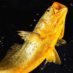 厦航鹭鲜生三年深海野化冰鲜大黄花鱼