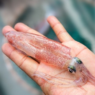 头网活冻东山小管灯捕小鱿鱼海兔子弹管笔管鱼福建海鲜水产小管鱿