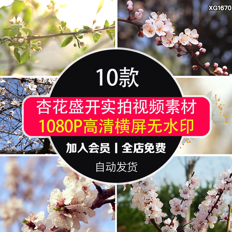 杏花盛开春暖花开花朵花苞粉色杏花绽放春天自然空境实拍视频素材