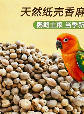 小太阳和尚玄凤虎皮鹦鹉谷子粮食