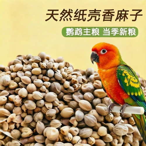 小太阳和尚玄凤虎皮鹦鹉谷子粮食
