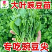 豌豆种子大叶豌豆苗种专吃豌豆尖种籽阳台盆栽可水培四季 蔬菜种孑