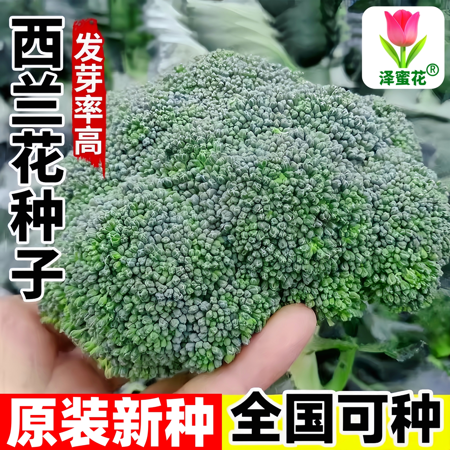 正品原装新种子西兰花椰菜种子